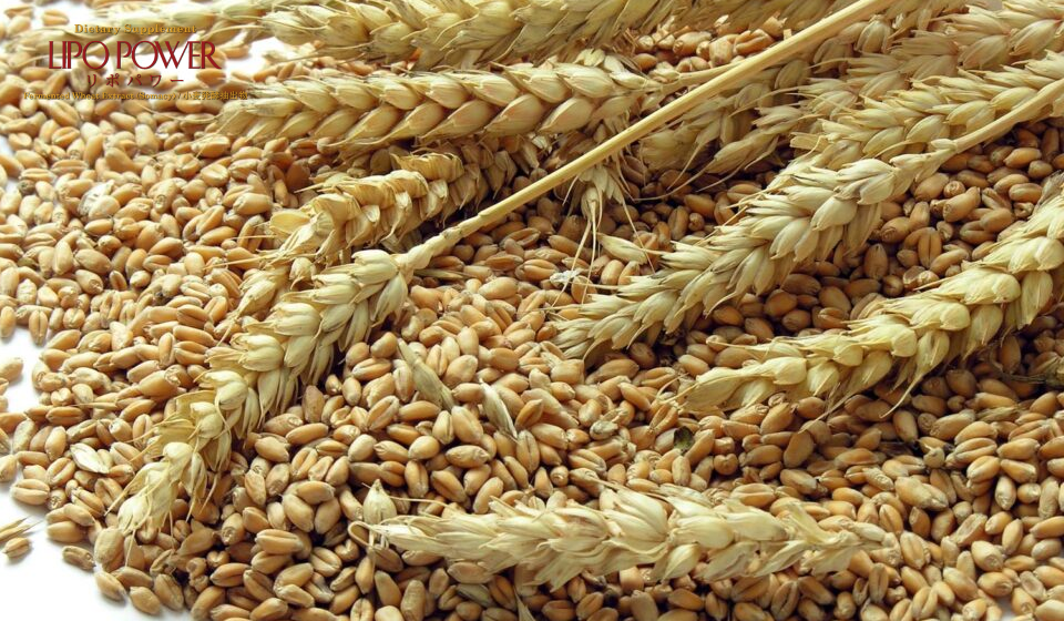 Chiết xuất mầm lúa mì lên men