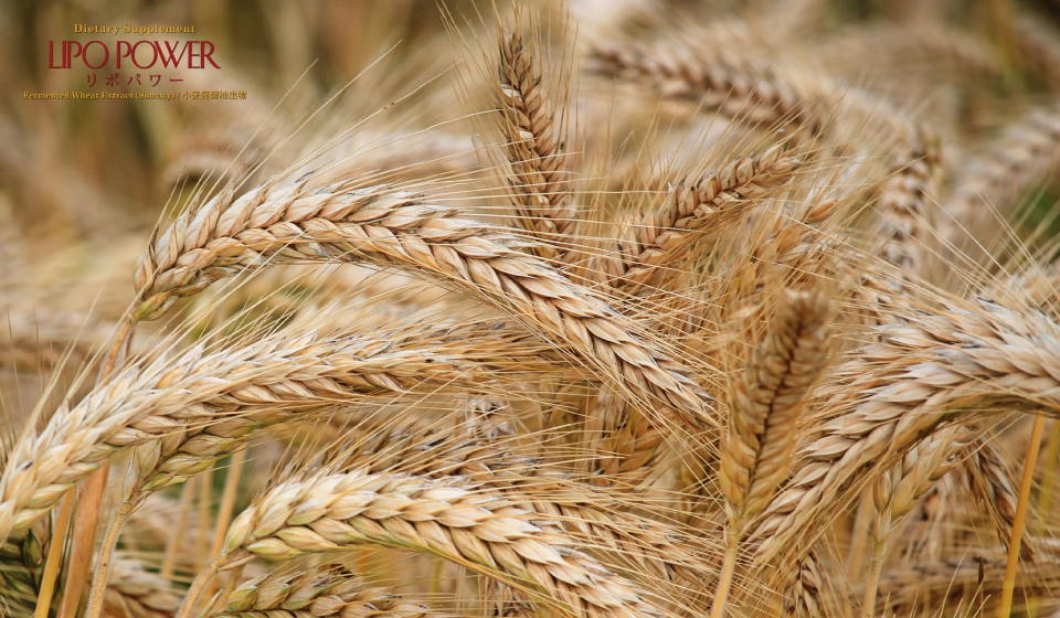 Lúa mì lên men có tác dụng tuyệt vời đối với sức khỏe